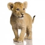 Lion Graphics